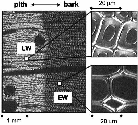 MICROFIBRIL ANGLES IN SOFTWOODS AND HARDWOODS 261 (Fig.