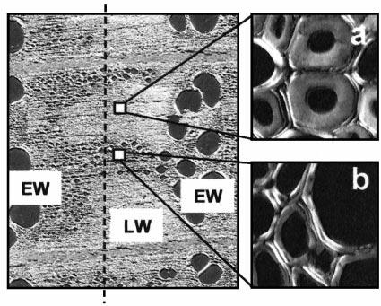MICROFIBRIL ANGLES IN SOFTWOODS AND HARDWOODS 263 FIG. 6. Polarization microscopic image of a cross section of Qu