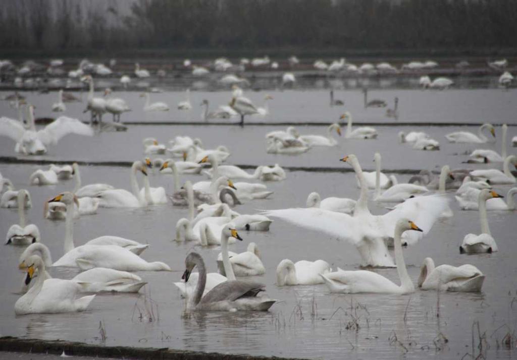 through the area and visit birds such as: the stork, the white-headed duck, the