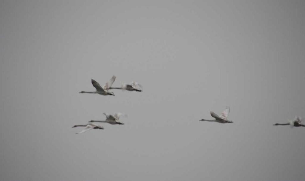 * And the exciting search for the last remaining western Siberian crane Day 5 * *