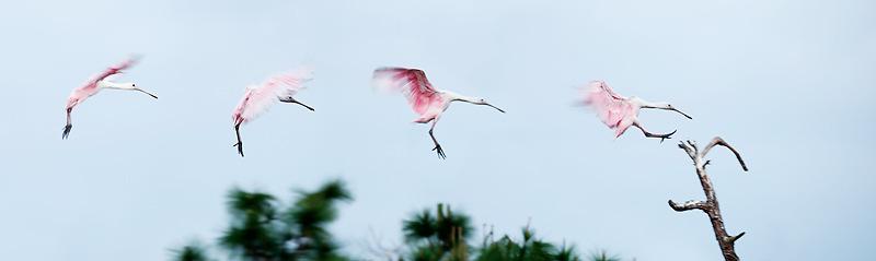 There I await multiple chances at flight photography including the Great Egrets coming