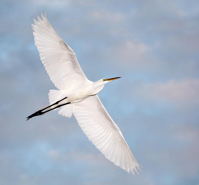 Inbound Great Egret image