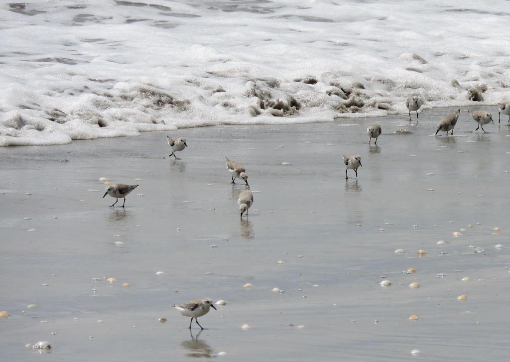 No Net Loss for Migratory Birds Sanderlings along the Ghana Coast by: Andrew Cauldwell Susie