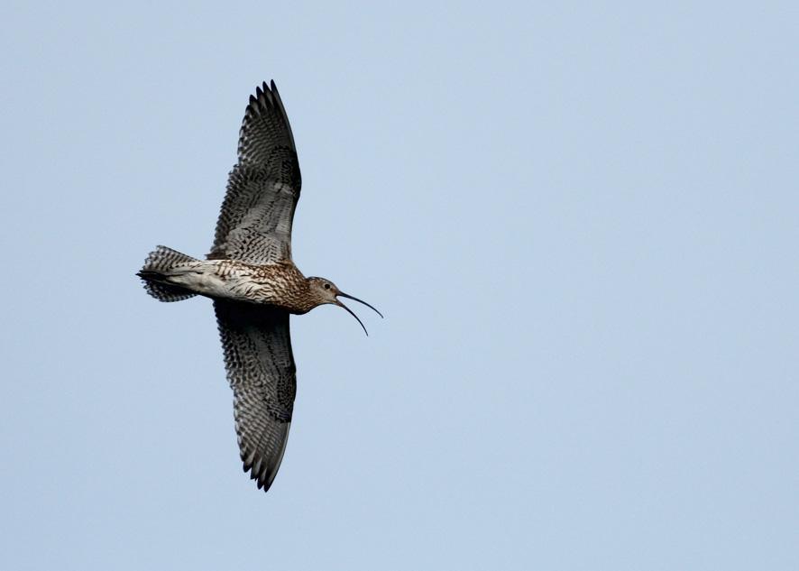New Forest breeding Curlew survey: 2016 results Co-ordinator: Prof Russell B Wynn (Wild New Forest) Email: rbw1@noc.ac.