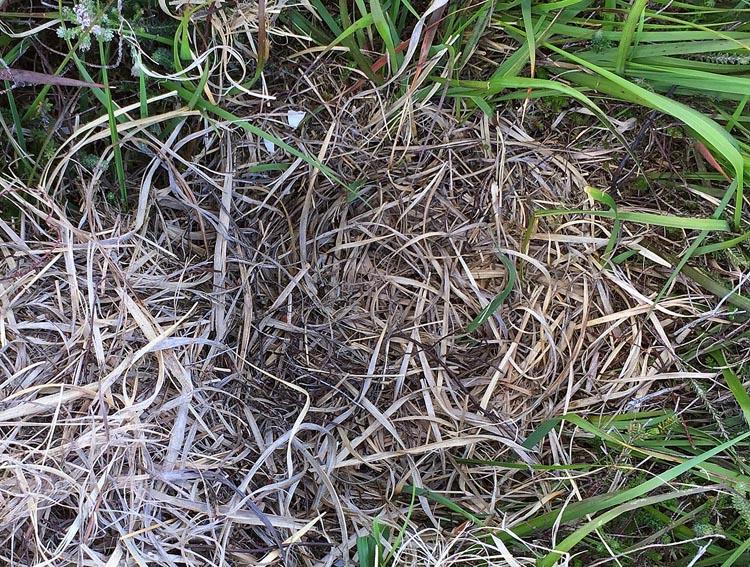 Figure 3: Curlew nests photographed at Duckhole Bog by Russell Wynn on 03 July (right) and at Strodgemoor Bottom by Simon Currie on 12 June.