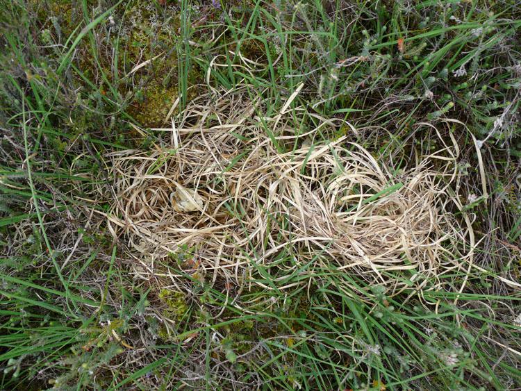 3. Pressures Timed pressure counts were made at several sites as follows: A nest at Duckhole Bog was watched on eight dates during incubation, between 14 May (nest found) and 03 July (nest confirmed
