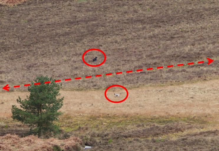 Figure 4: Photo by Martin Bennett, showing two dogs ranging extensively off the lead (and off the path, marked by dashed red line) in the vicinity of a Curlew territory at Brogenslade Bottom in late