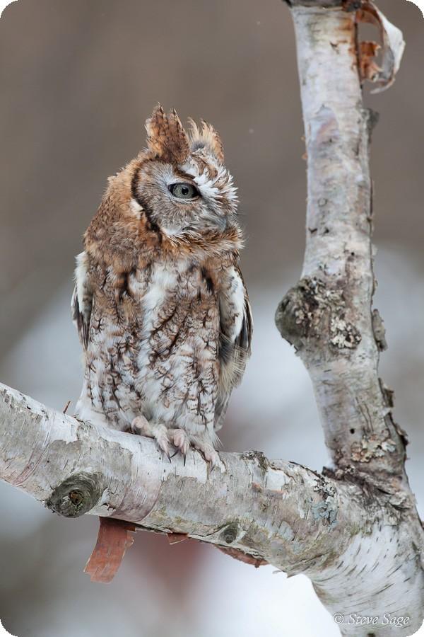 Michigan Owls in Winter Sunday, December 8 A red phase Eastern Screech-Owl stares intently at a distant subject. Photo Steve Sage.
