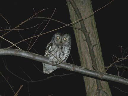Michigan Owls & Owling Night Monday, December 16 or Friday, December 20 7 to 9pm Enroll for either date. The evening begins with a Powerpoint presentation over hot beverages and a snack.