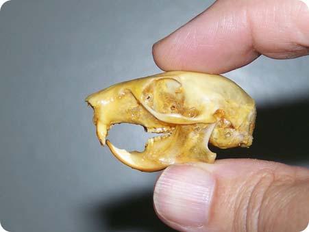 Small Squirrel Skull Preservation Thursdays, January 16 & 23, 4-6pm Recommended for 9 yrs & older. NOT for the squeamish!