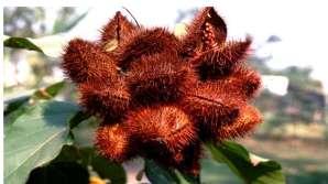 belonging to the family. Figure 1 shows the picture of annatto tree and seed.