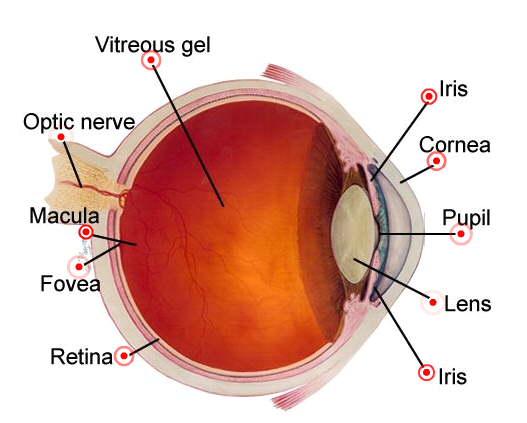 Structure of the Eye 1. Cornea: Focuses light due to curvature and slowing. 2. Lens: Variable power due to changing its shape.