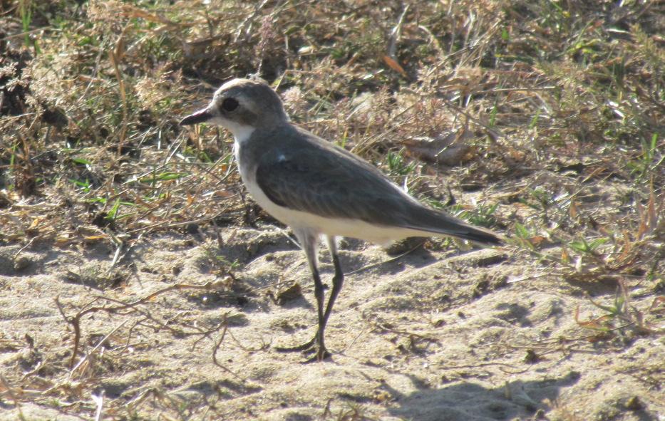 Lesser Sand Plover The rest of the afternoon we travelled around the park seeing Elephants, Water Buffalo,(although it was disappointing to also see domesticated animals in the park),