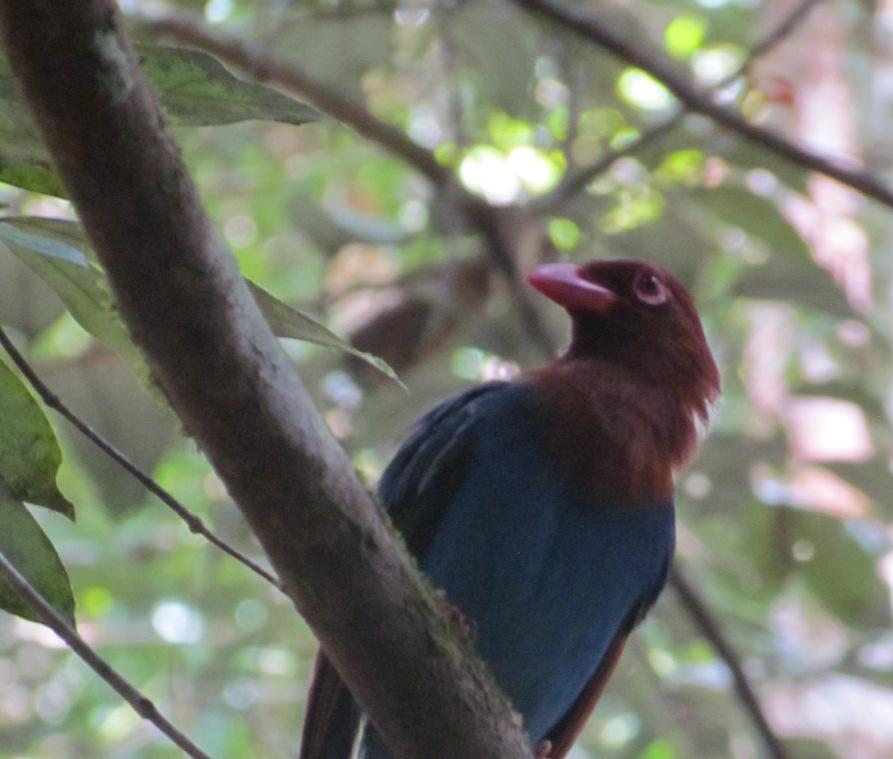 Sri Lanka Blue Magpie Day 8 - Thursday 20th February We set out at 5:15am to head to a house and garden that