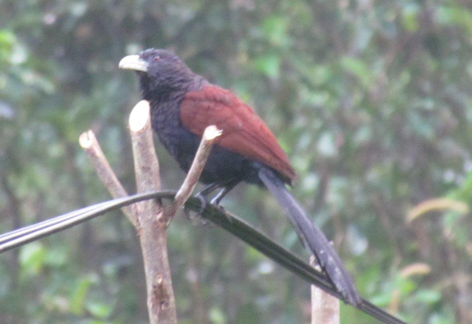 Green-billed Coucal, Sinharaja There was now only one endemic remaining for me in Sri Lanka which was Greater Flameback (E). An hours birding in the vicinity of the house did not produce one.