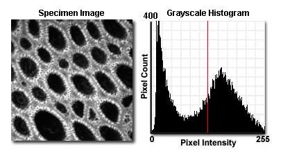 Biomedical Image Processing Segmentation & Thresholding A gray level histogram - graphical
