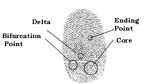 Fig.2 Fingerprint Basic Details Correlation based matching technique superimposes two fingerprint images and correlation between corresponding pixels is computed. Fig.