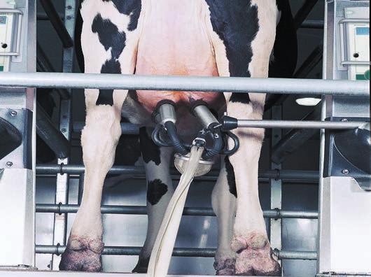 5 After milking, the PosiControl quickly and efficiently removes the milking unit straight off the udder instead