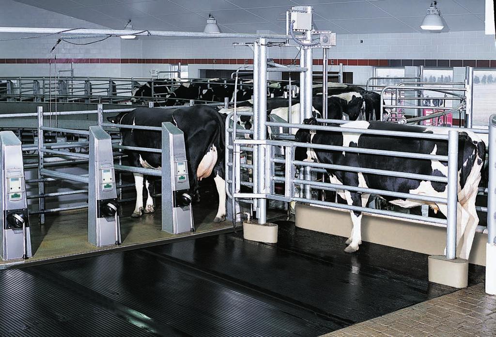 The GEA AutoRotor Magnum 90 shown above milks 72 cows in less than eight minutes.