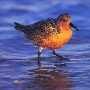 This presentation will concentrate on the red knot, as it is