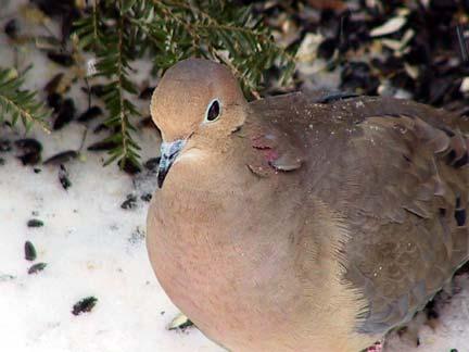 Regional Rank #4 Seen at 95% of feeders Average flock size = 5.4 Continental Rank #4 Mourning Dove C. Johnson Mixed seed Cracked corn Ground Mourning Doves form winter flocks in November and December.