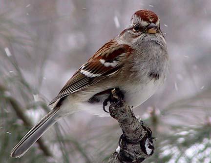 American Tree Sparrow Regional Rank #19 Seen at 47% of feeders Average flock size = 2.7 Continental Rank #23 C.