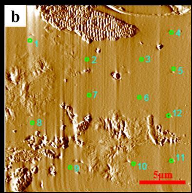 Typical test regions of NI test. (a) Microscope image of NI sample; (b) SPM scan of pure UF adhesive (indicated in region 1 of Fig.