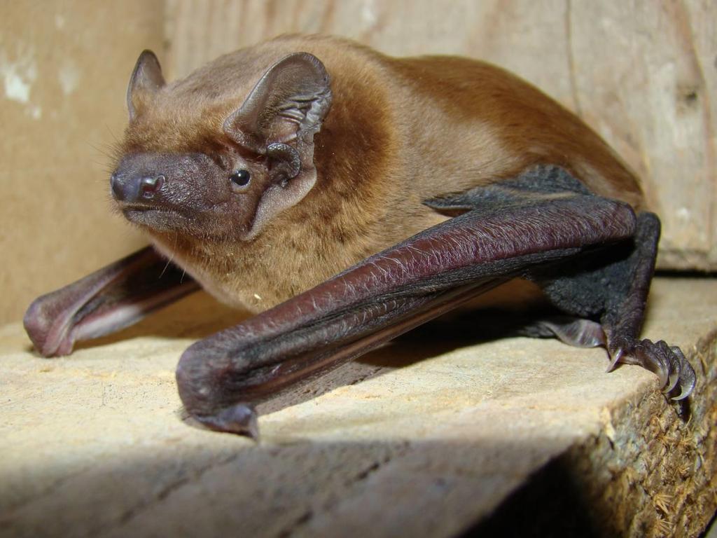Bat Species of the Years 2016 and 2017 Noctule (Nyctalus noctula) Facts compiled for BatLife Europe by Eeva-Maria Kyheröinen, Javier Juste, Kit Stoner and Guido Reiter Biology and distribution The