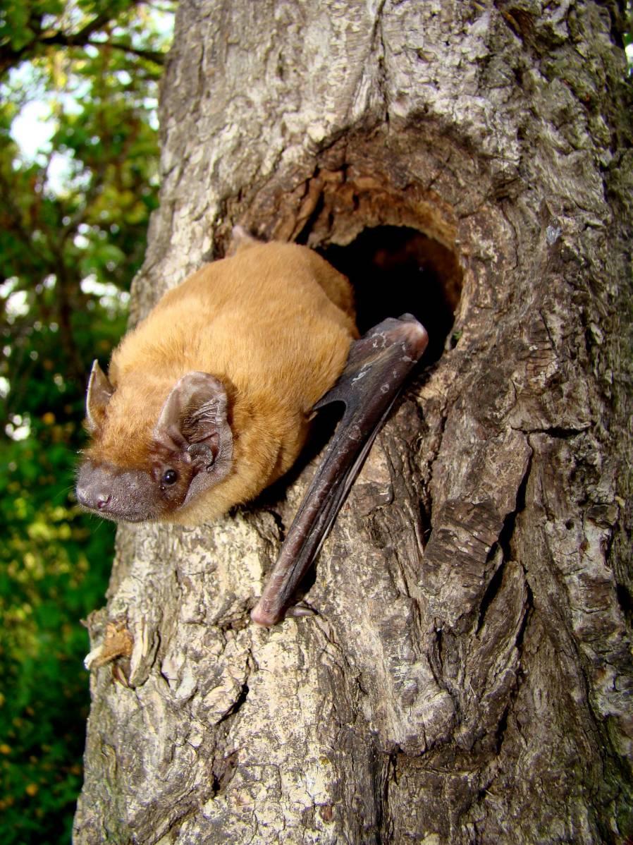 Conservation Status The Noctule is assessed as Least Concern (LC) both globally and at the European level. It is protected under the EU Habitats Directive 92/43/CEE (Annex IV).