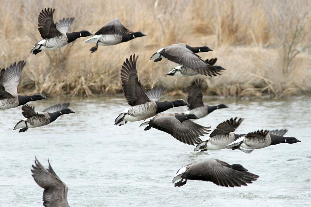 WINTERING RAPTORS AND WATERFOWL OF THE SOUTHERN NEW JERSEY RIVERS 1987-2013 Brant are small salt water geese, and are an abundant signature species of Atlantic Coast bays and estuaries.