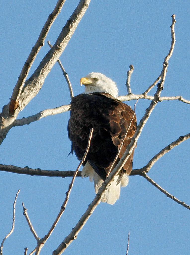 Bayshore Bald A signature species of the Delaware Bay, this adult Bald Eagle was photographed on the Bayshore by