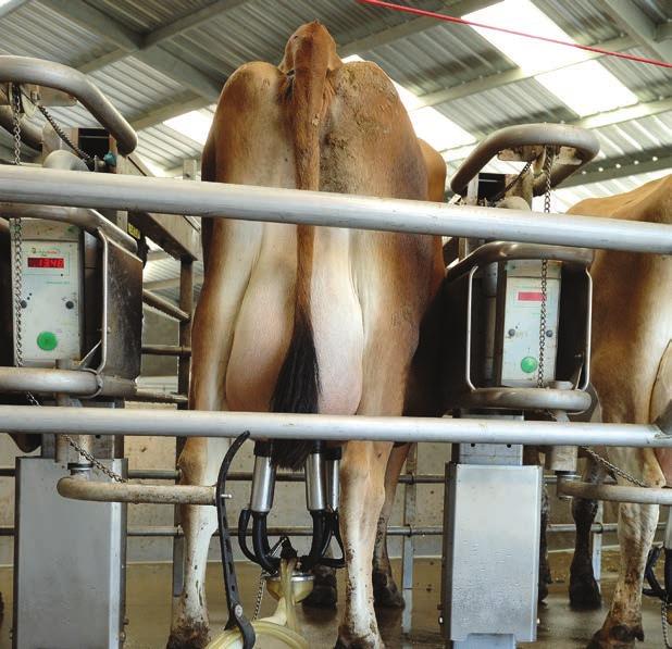 Offering the widest selection of automation you have the freedom to choose options such as manual or automatic detaching, milk yield indicators, or milk metering with our Metatron 21, the ultimate in