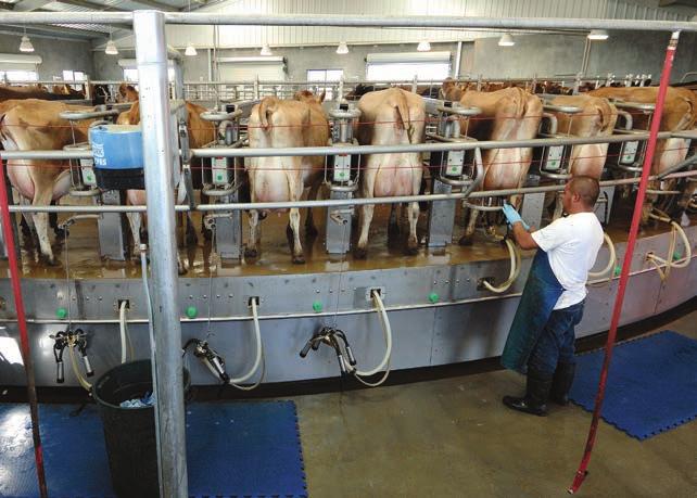 Superior safety systems reduce the likelihood of cow and operator injury.
