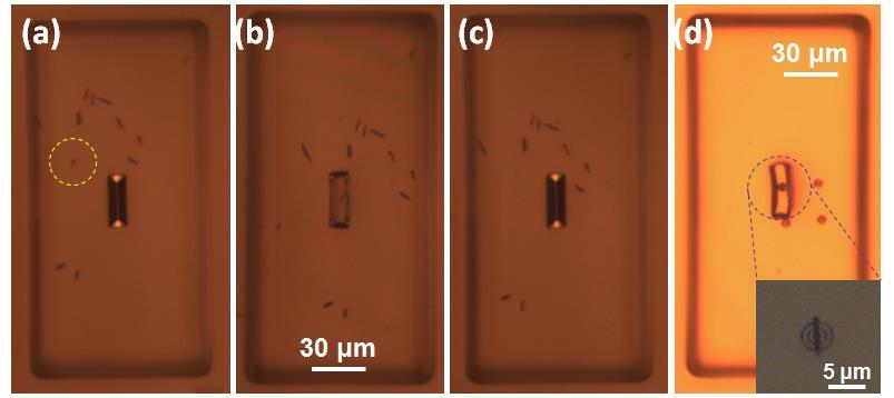 IV. Hybrid fabrication of room temperature (RT) InP NW CE lasers by using nano-tp technique Figure S6.