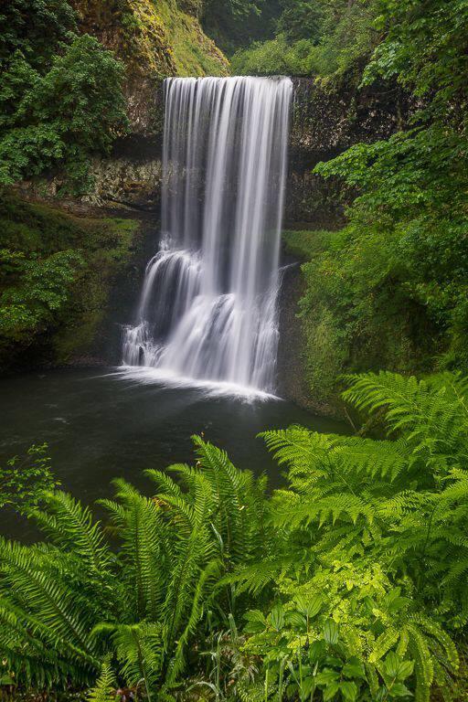 Ferns and Falls By