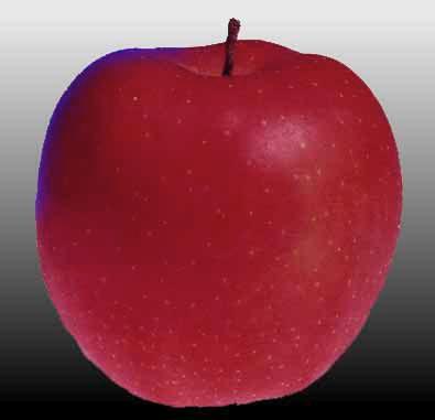 Myth #7 A red object, when illuminated by a blue light, appears reddish blue. a. A red apple appears reddish in daylight.