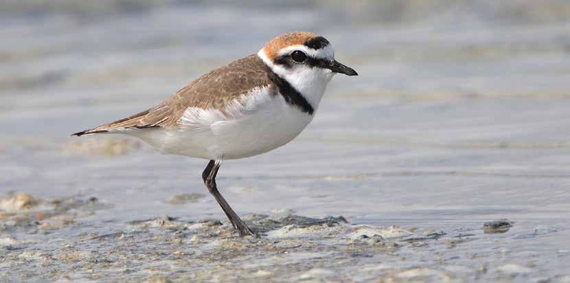 2014, after an absence of 7 years, while the Little ringed Plover