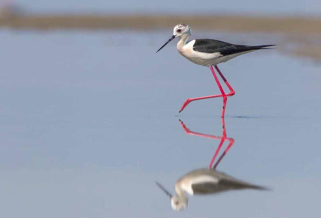 Achievements of the LIFE Oroklini project Transformation of Oroklini Lake to a haven for important species on a European level, including the Spur-winged Lapwing and Black-winged Stilt.