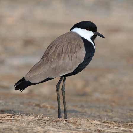 The Spur-winged Lapwing... The Spur-winged Lapwing Vanellus spinosus is a migratory African wader that breeds only in Greece and Cyprus in the EU.