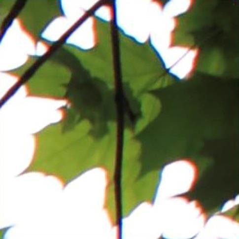 Chromatic aberration causes green and red iridescent contours on the edges of the leaves. The same picture on which chromatic aberration has been corrected D. The sharpness.