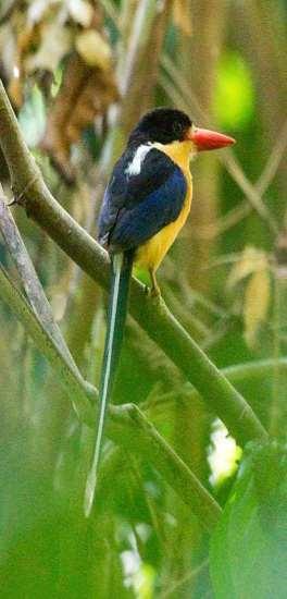 RBL Papua New Guinea - New Britain Extension Itinerary 4 Black-capped Paradise Kingfisher by Markus Lilje bellied and Barred Cuckooshrikes, Northern Fantail and Varied Triller.