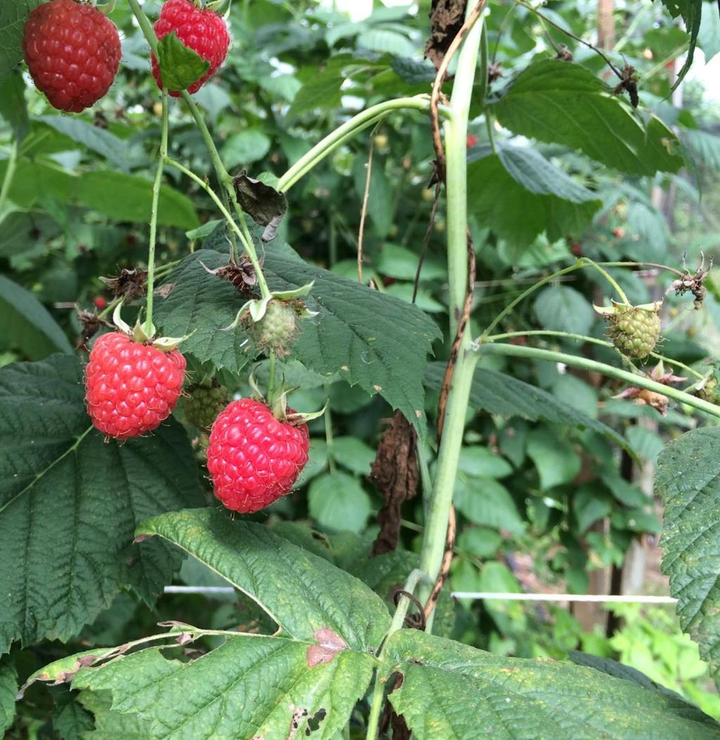 Autonomous and selective raspberry harvesting Raspberries - A market ripe for picking robots Manual labour often > 50% of cost No current automated solutions Complex foliage,