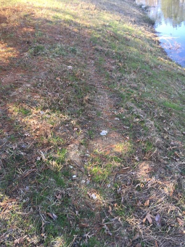 Image 8 Pond Name WP 4 Access Address 400 Market St, Chaple Hill, NC Service Date 01/10/2019 Trash Pickup SC= Service Completed Treat Invasives Inlet service Outlet
