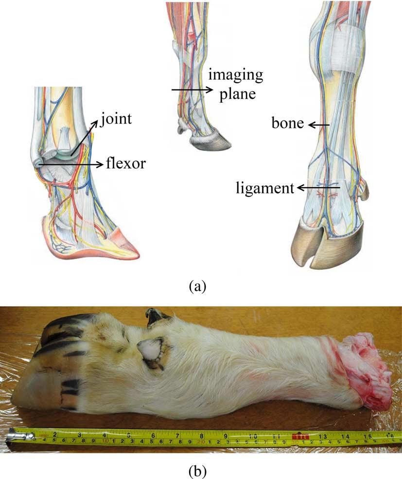 OSTADRAHIMI et al.: ENHANCEMENT OF GNI METHOD FOR BIOLOGICAL TISSUE IMAGING 3429 Fig. 3. (a) Anatomy of a bovine leg reproduced with permission from [29, pp. 5, 9, 11].
