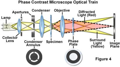 (direct) and diffracted light emerging from specimen are segregated Diffracted light is slowed _ of a wavelength (90 ) by specimen Direct light is advanced _