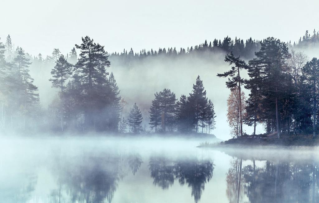 NORDIC SHIMMER Grey skies reflected on water make a perfect canvas for trees.