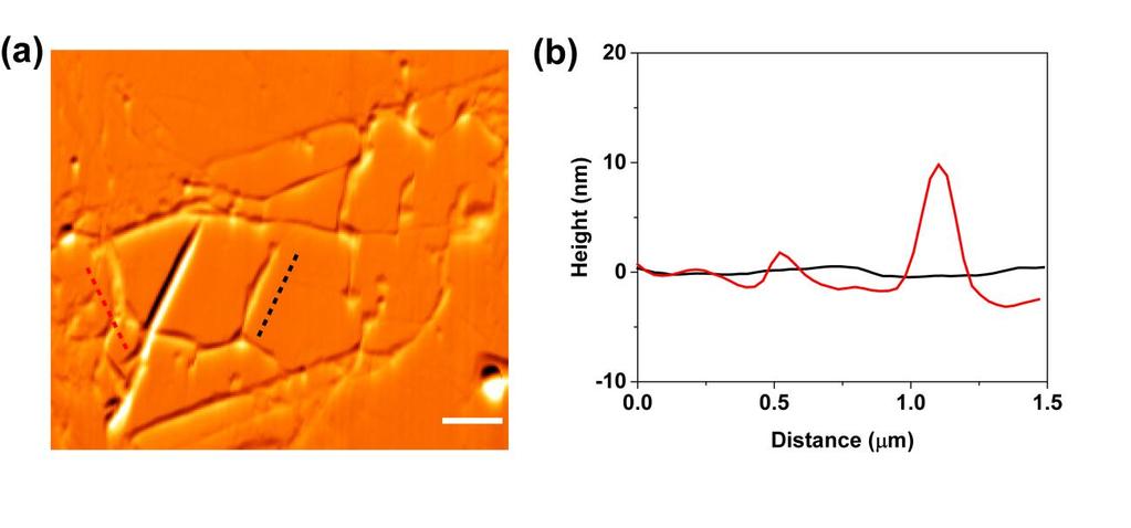 Supplementary Figures fig. S1. AFM measurement of the 2L-WS2/G heterostructure. (a) AFM image of the 2L- WS2/G heterostructure.