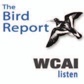 The Bird Report (Produced by WCAI) A weekly podcast presented in a news reporting format by Mark Faherty.