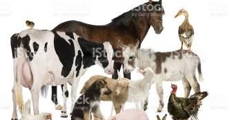 Images of farm animals should be in