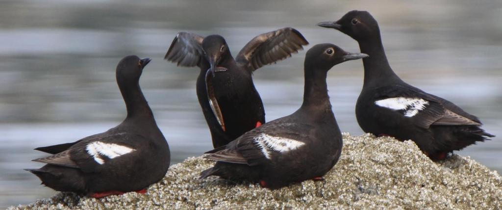 Guillemot Research Group Study the guillemots in the Salish Sea Collect breeding